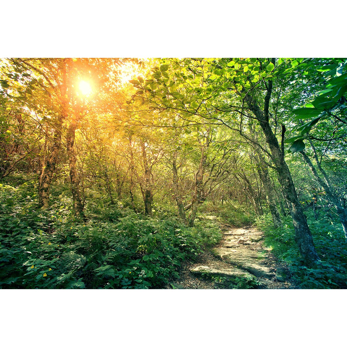 Papier peint panoramique - Chemin Forêt
