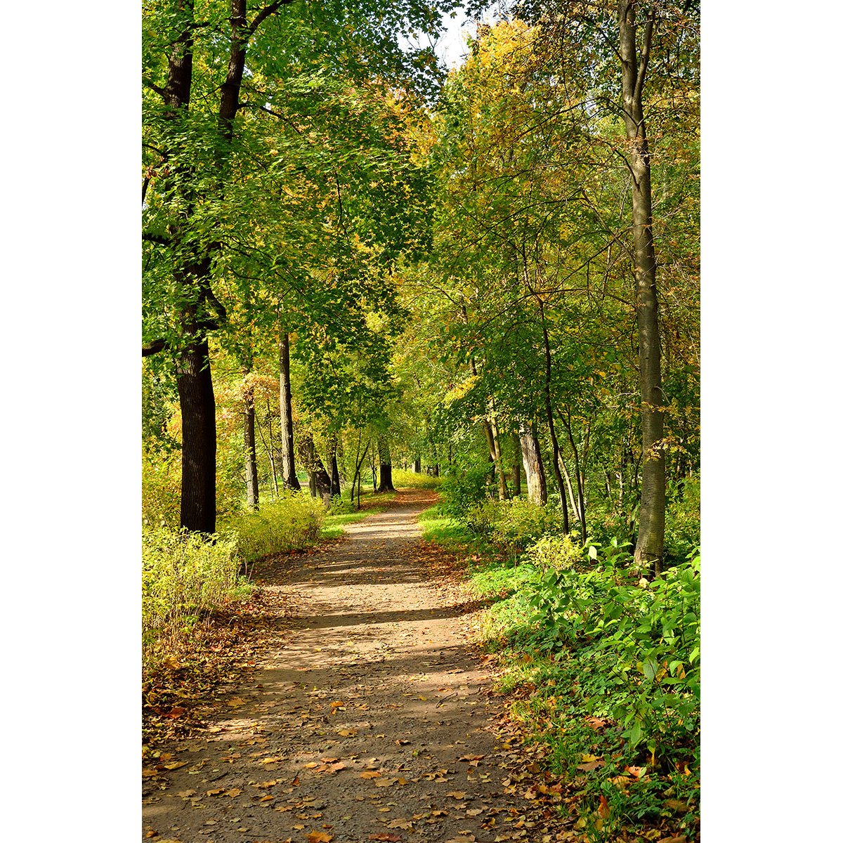 Papier peint panoramique - Chemin Forêt