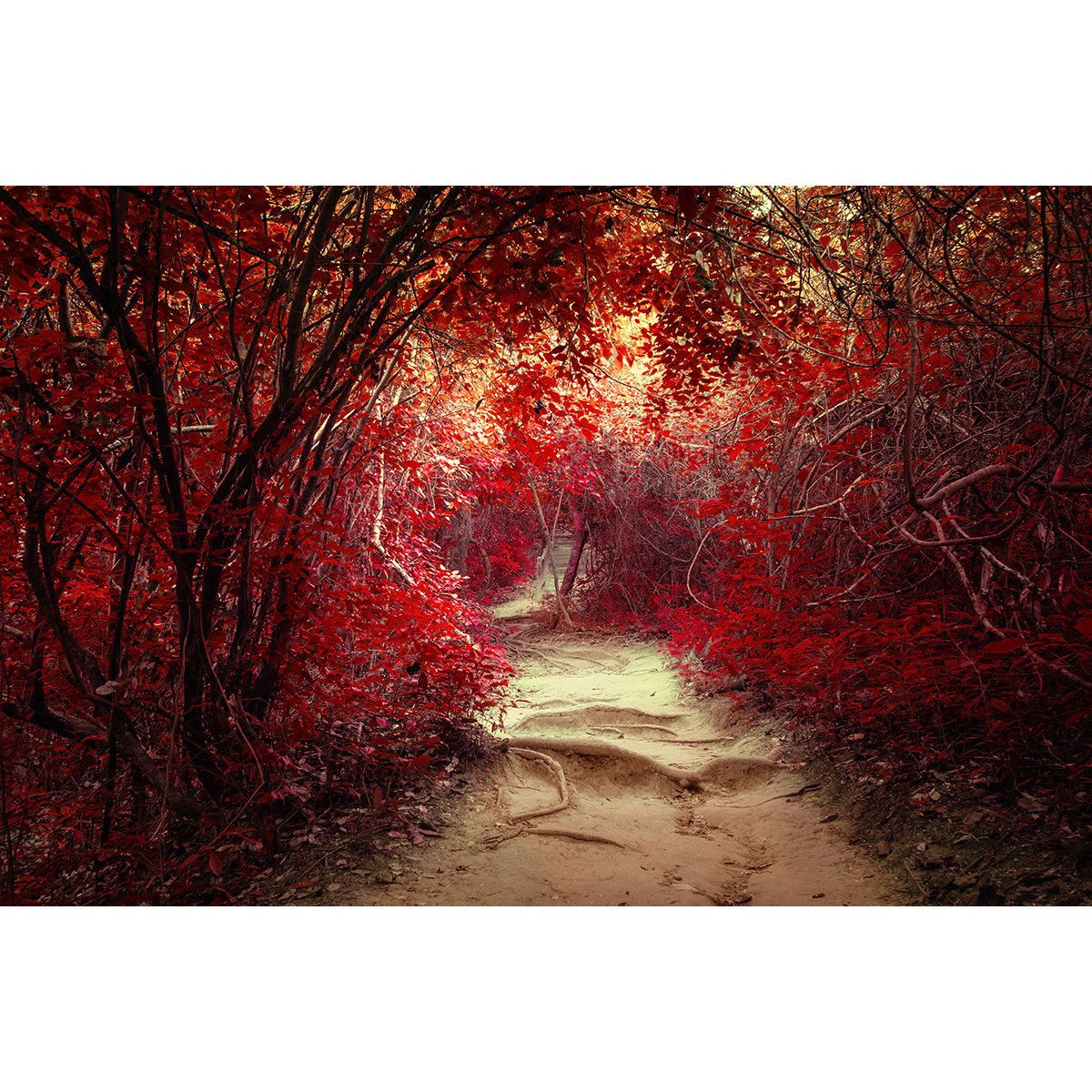 Papier peint panoramique - Chemin feuilles rouges