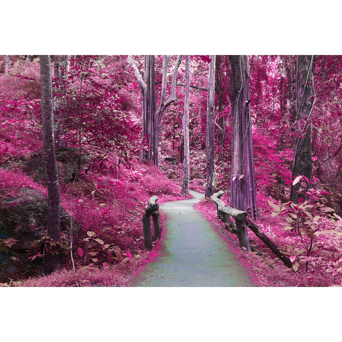 Papier peint panoramique - Chemin Fleurs roses