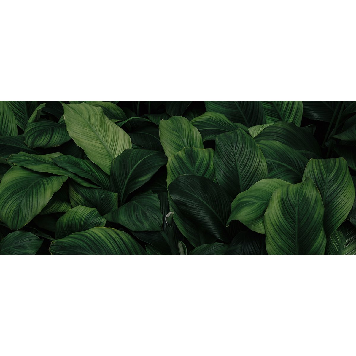 Papier peint panoramique - Feuilles Tropicales