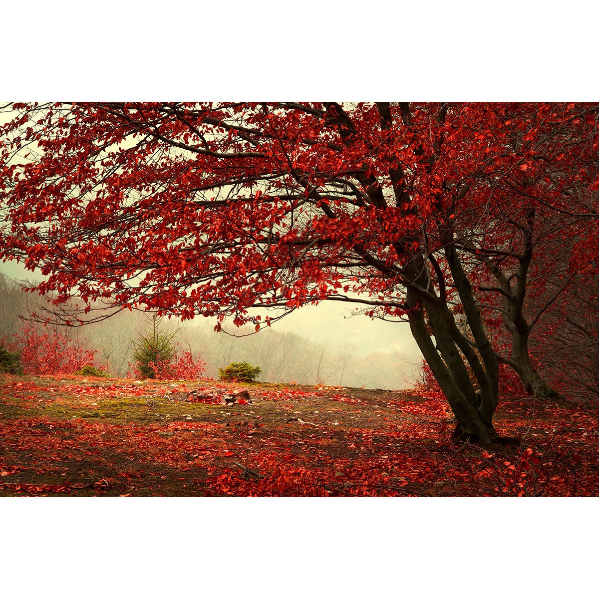 Papier peint panoramique - Arbre Fleurs rouges