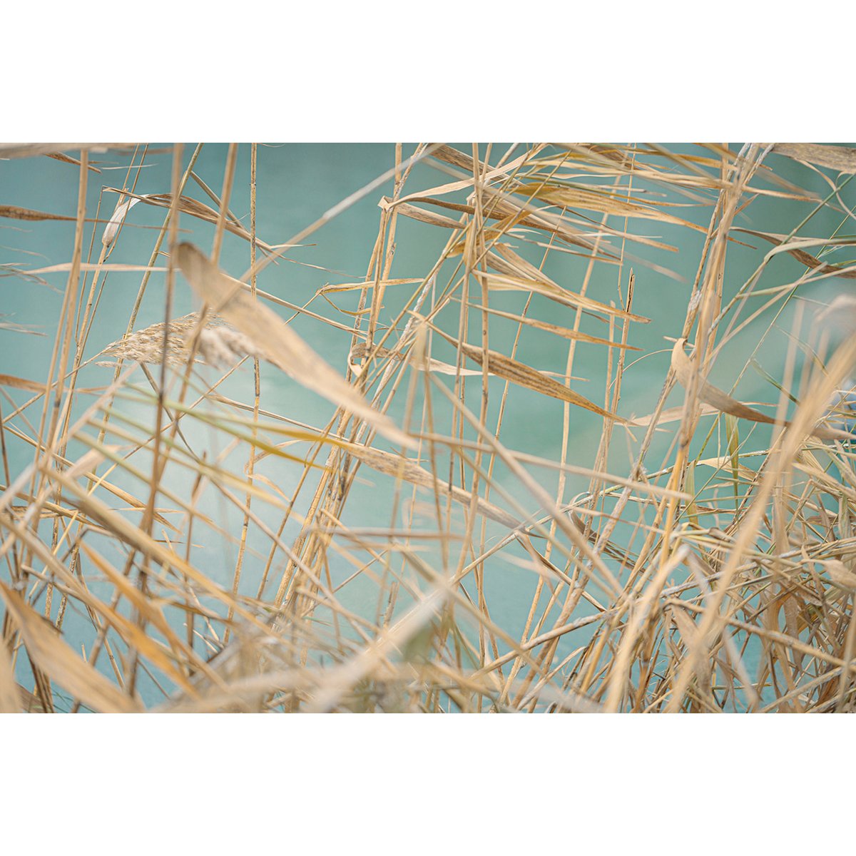 Papier peint panoramique - Feuilles