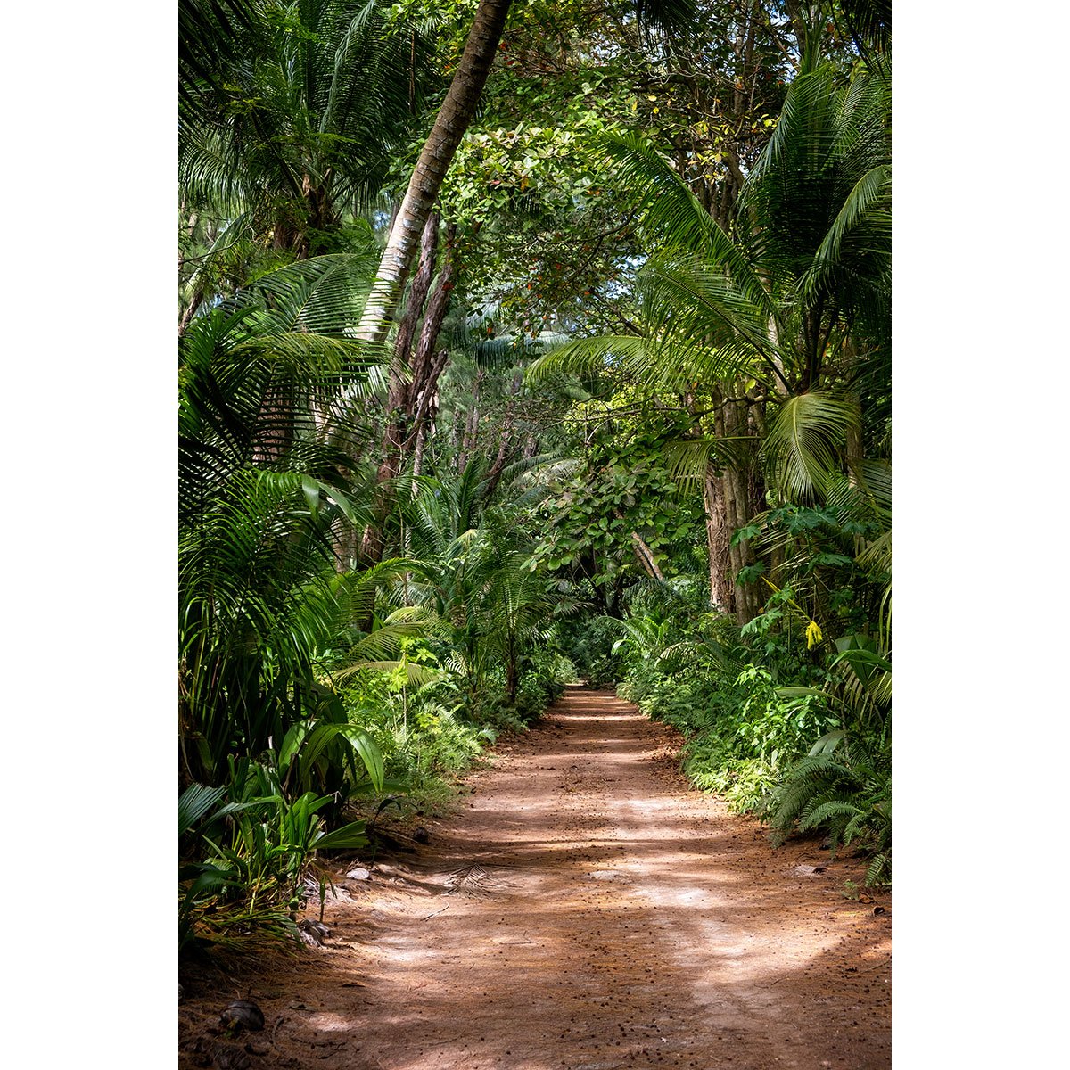 Papier peint panoramique - Chemin Forêt