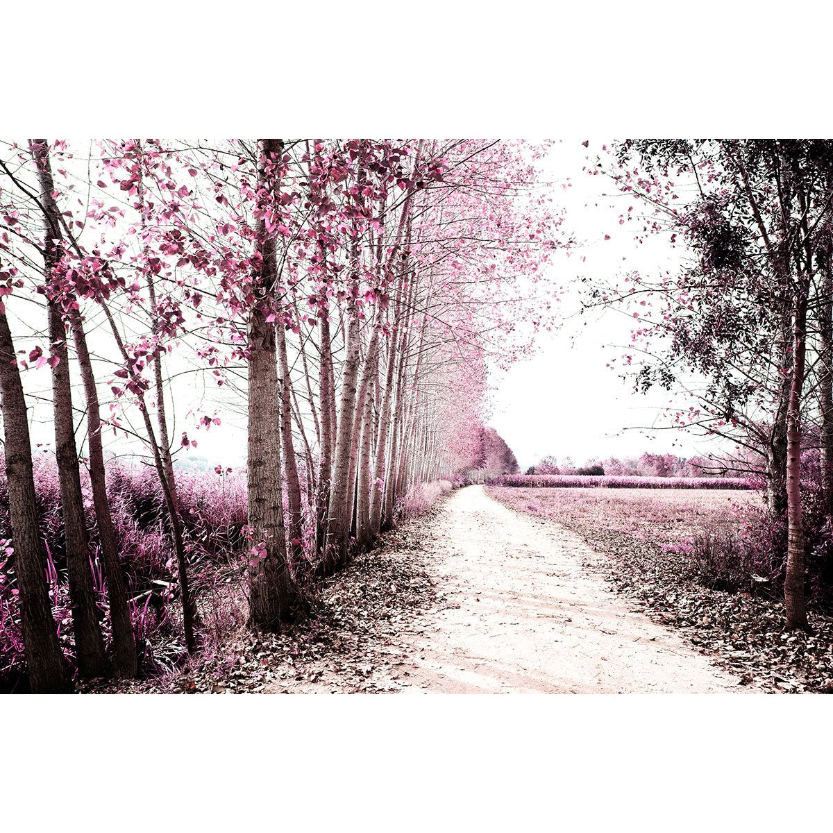 Papier peint panoramique - Chemin Forêt