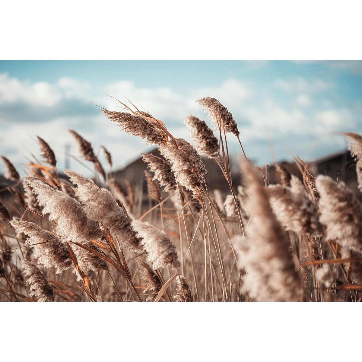 Papier peint panoramique - Pampas