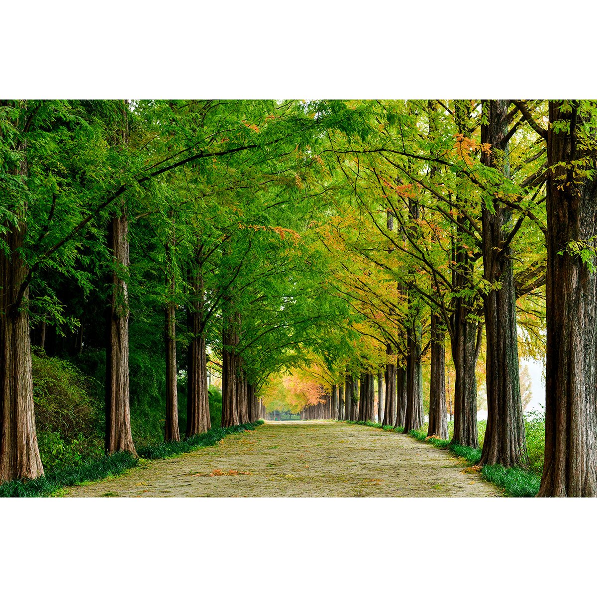 Papier peint panoramique - Chemin Forêt