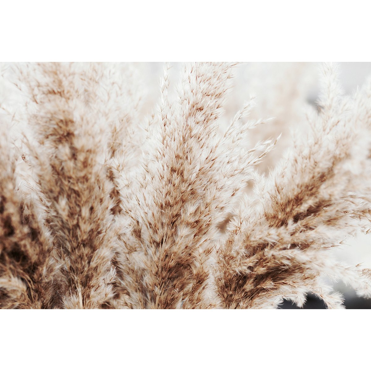 Papier peint panoramique - Pampas