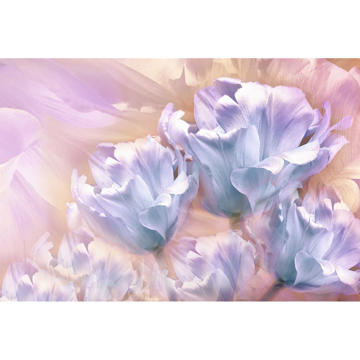 Papier peint panoramique - Fleurs