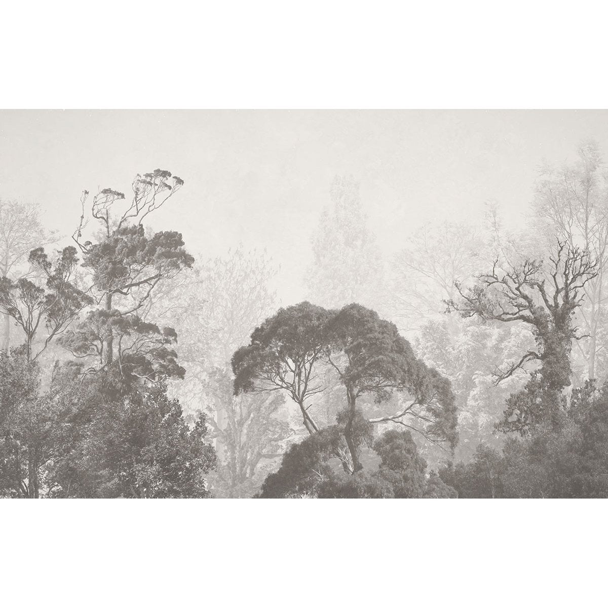 Papier peint panoramique - Forêt Tropicale