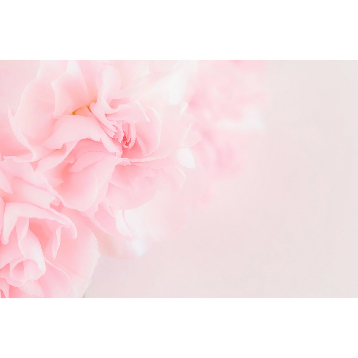 Papier peint panoramique - Fleurs