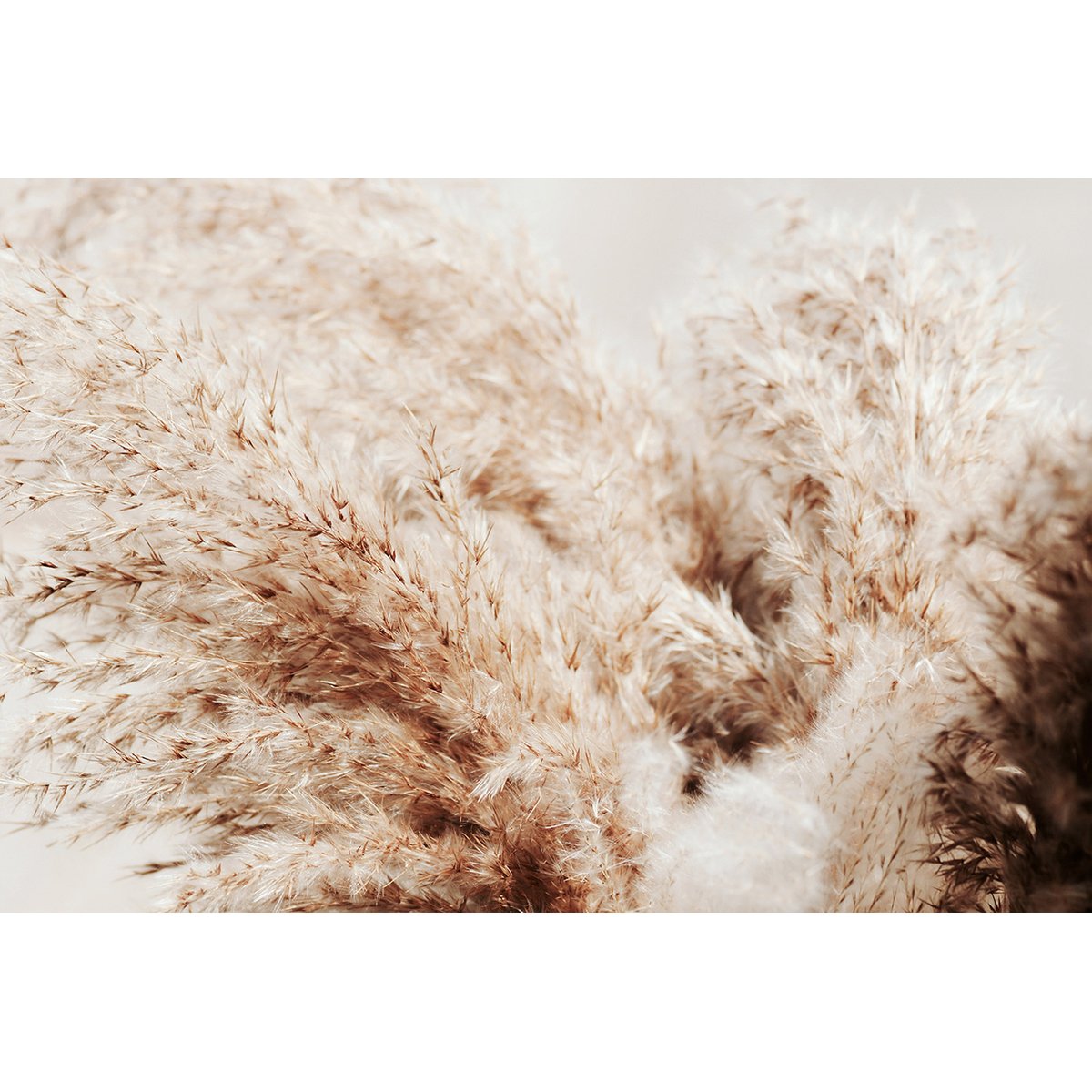 Papier peint panoramique - Pampas