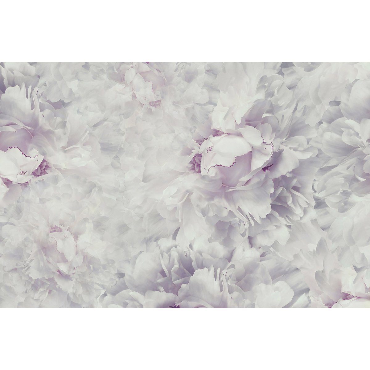 Papier peint panoramique - Fleurs