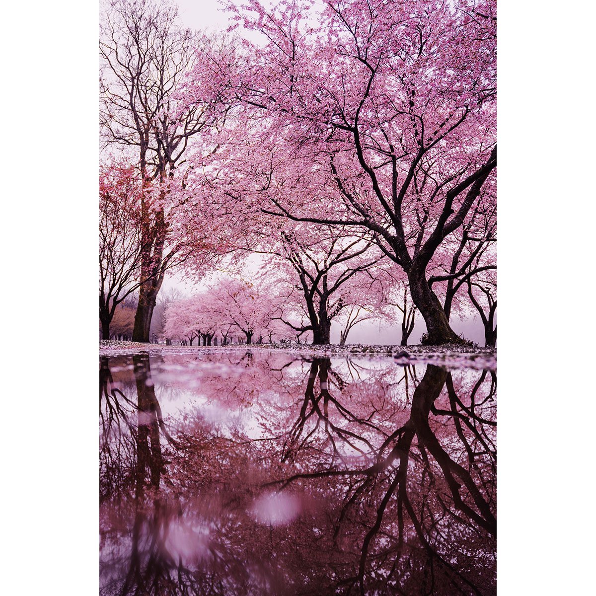 Papier peint panoramique - Arbres feuilles roses