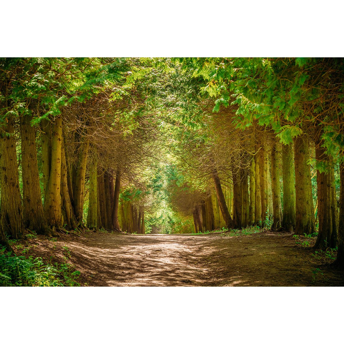 Papier peint panoramique - Chemin Forêt