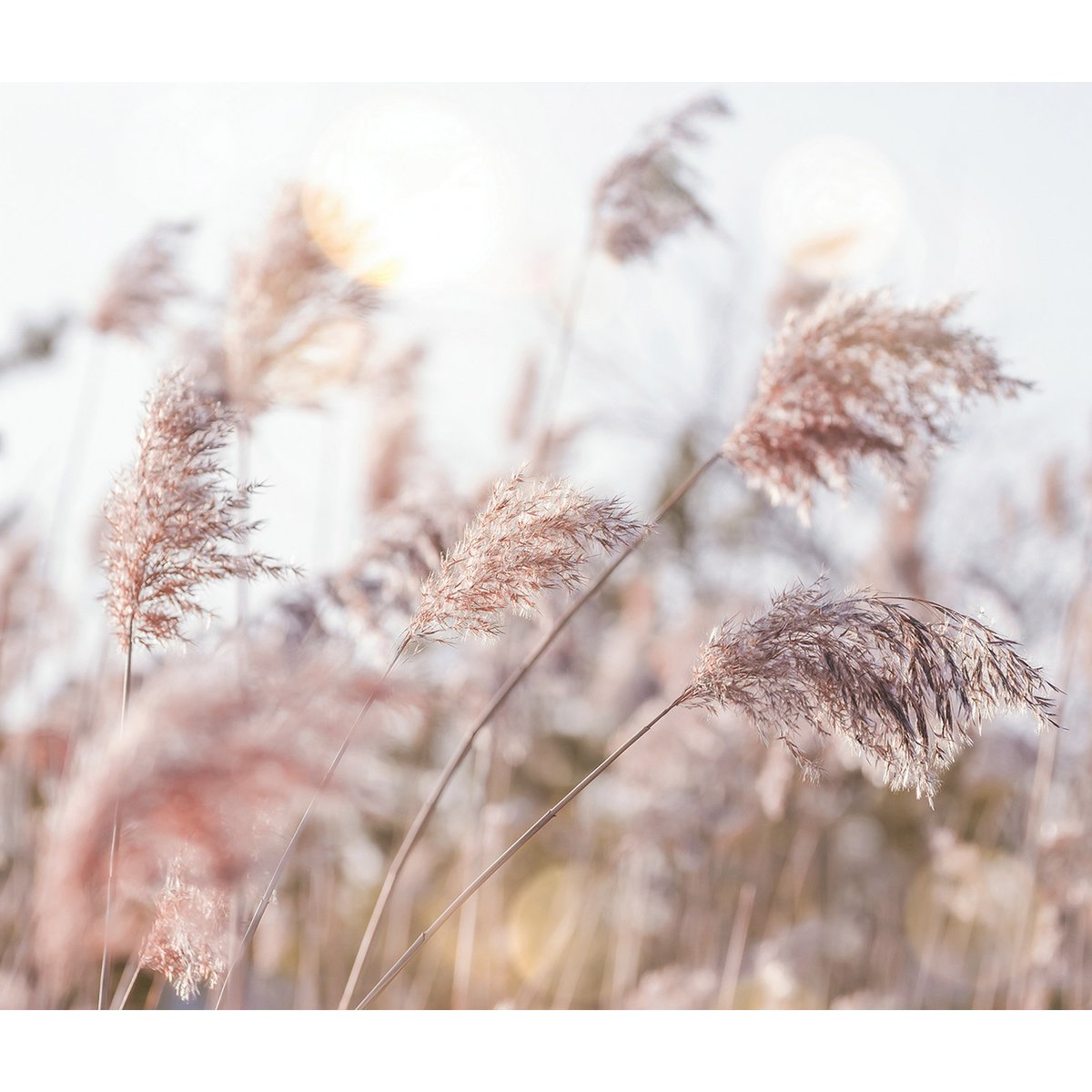 Papier peint panoramique - Pampas