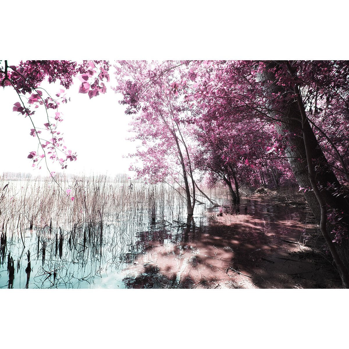 Papier peint panoramique - Arbre Fleurs roses