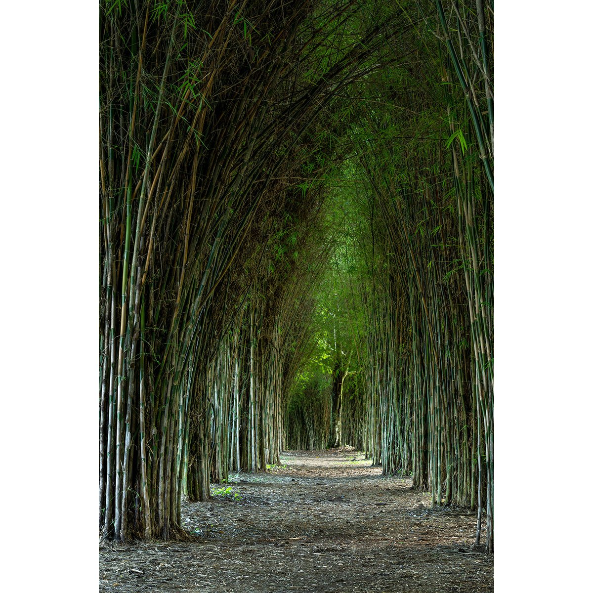 Papier peint panoramique - Chemin forêt